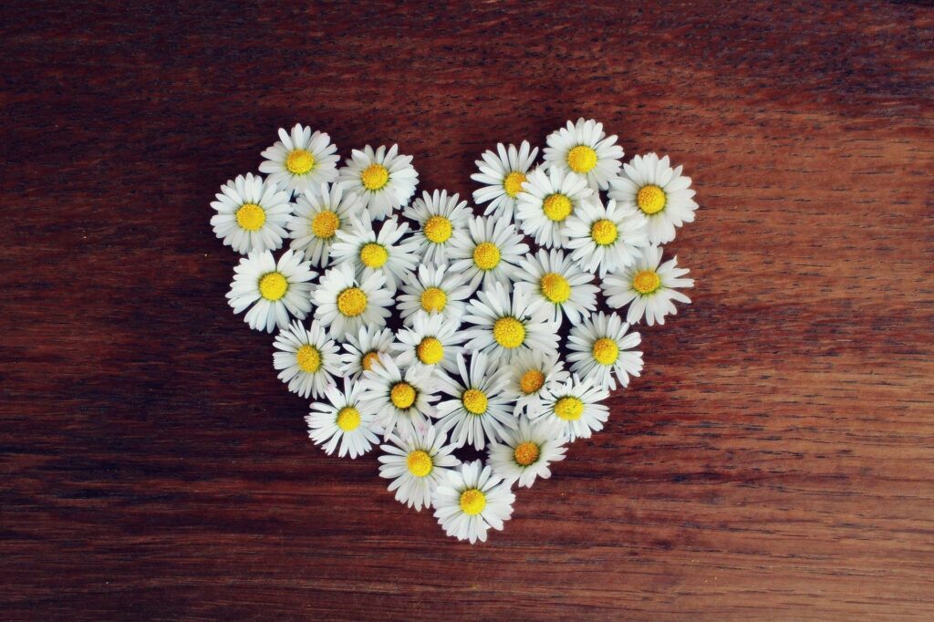 imágen de un corazón hecho con margaritas